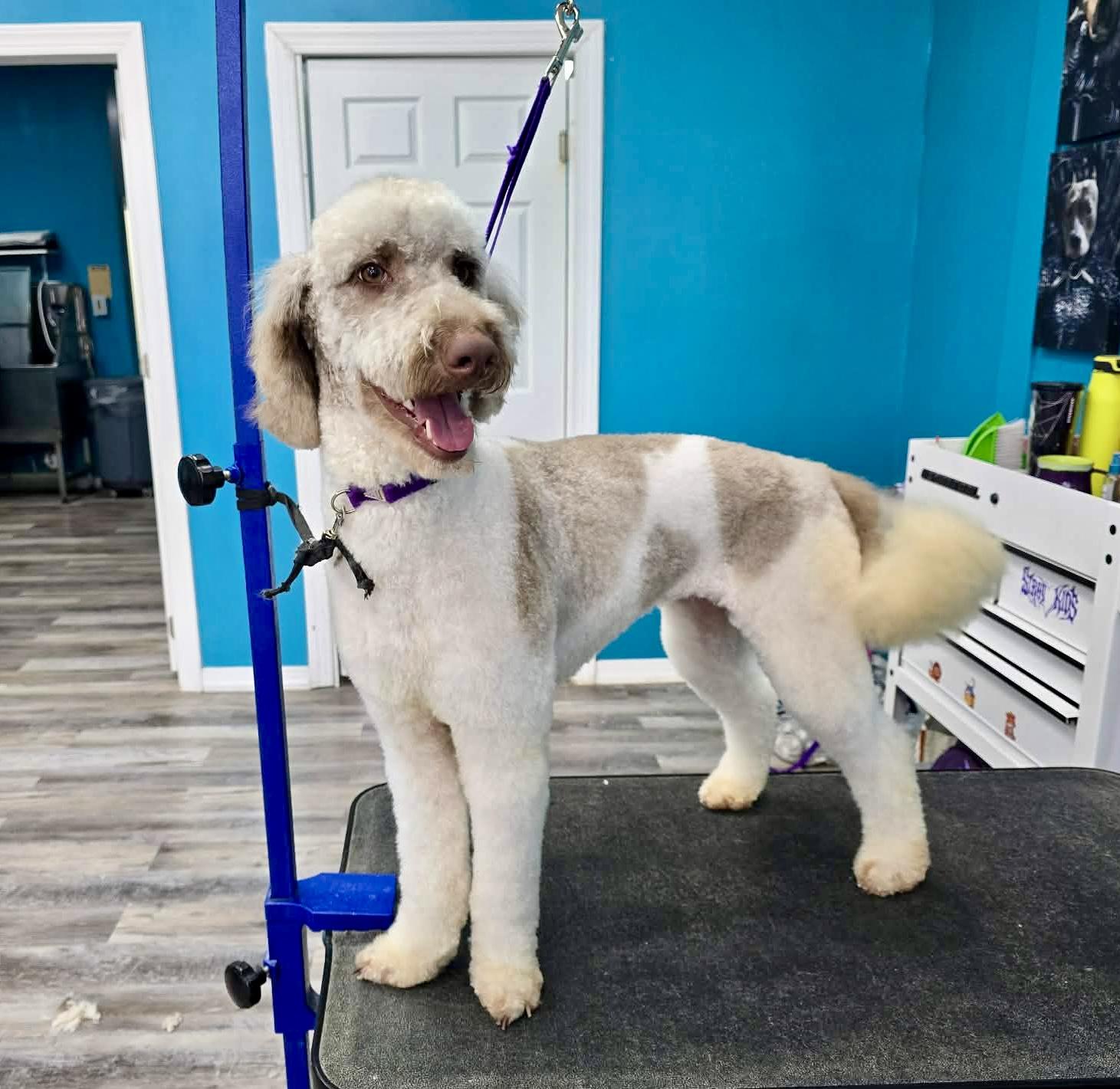 Enlarge Celeste, a Adopted mixed breed in Yorktown, VA image 6/6