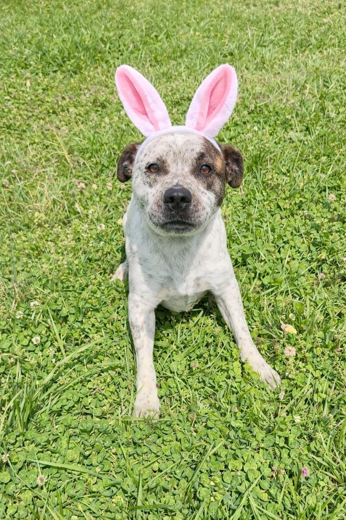 Enlarge Livia-, a Adoptable mixed breed in Chickamauga , GA image 1/2