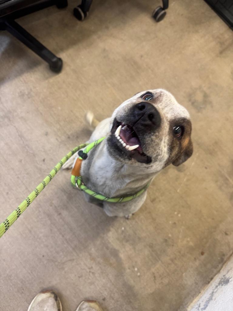 Enlarge Livia-, a Adoptable mixed breed in Chickamauga , GA image 2/2