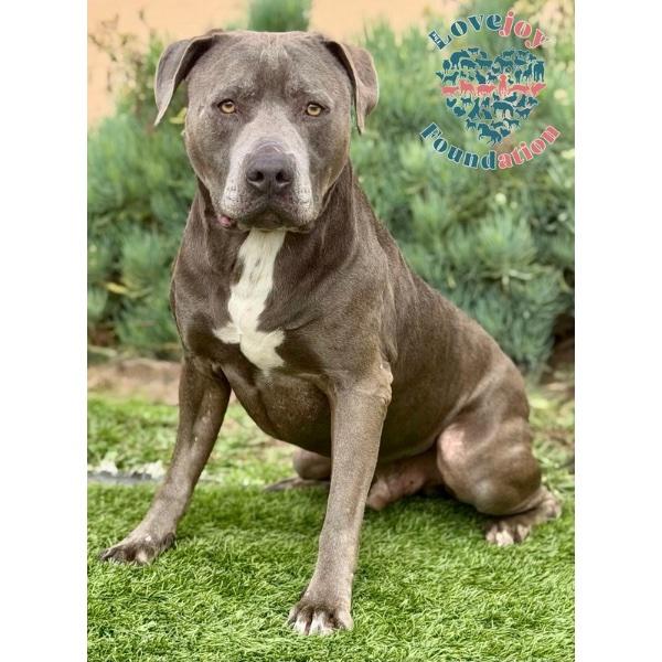 Thor MB, ADOPTABLE, Senior Male Pit Bull Terrier.