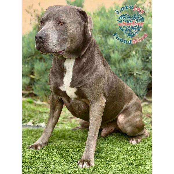 Enlarge Thor MB, a ADOPTABLE mixed breed in Inglewood, CA image 2/2