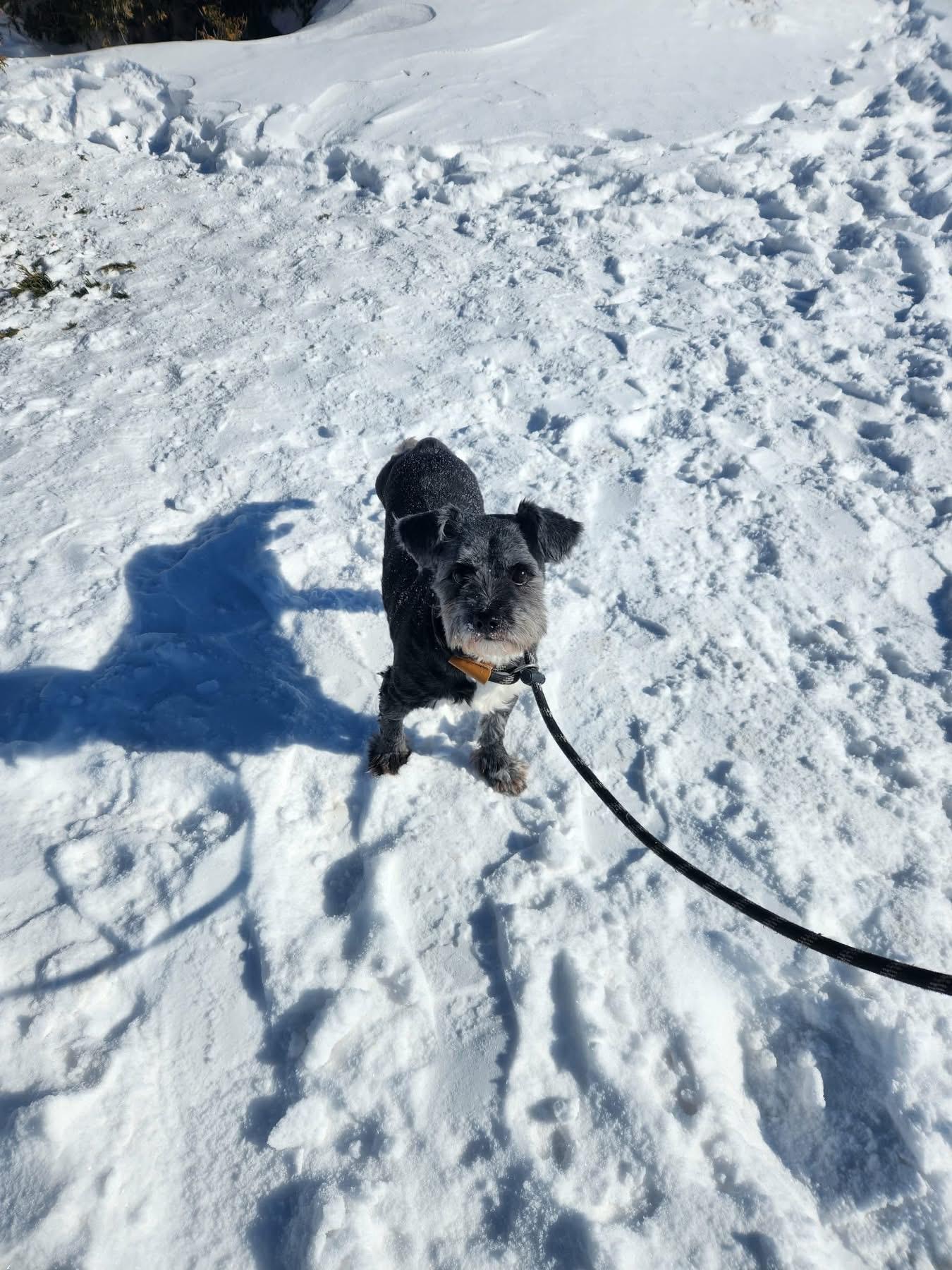 Enlarge Adore, an adopted Shih Tzu in Vaudreuil-Dorion, QC image 1/1