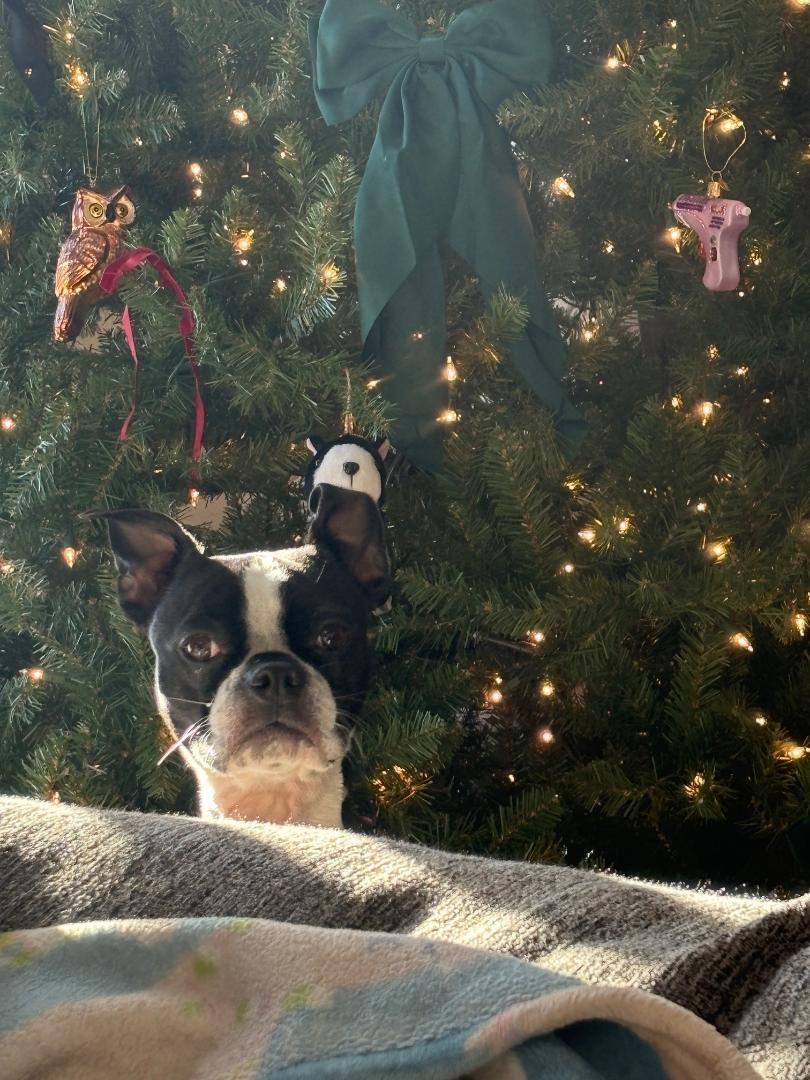 Buster in IA, ADOPTABLE, Adult Male Boston Terrier.