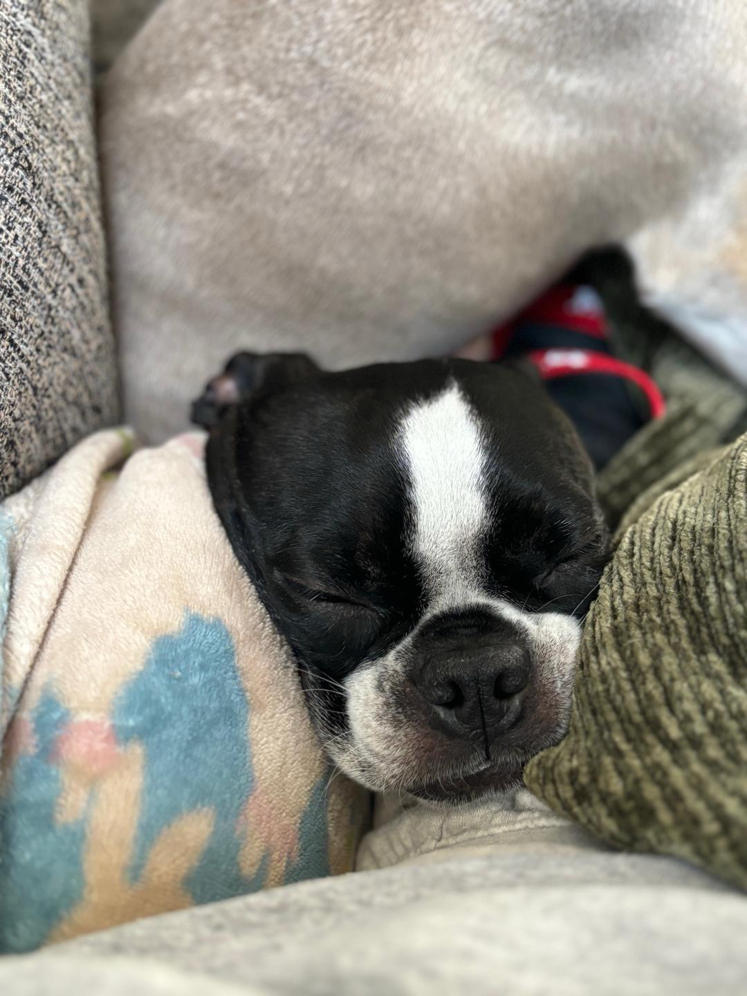 Buster in IA, a ADOPTABLE Boston Terrier in Des Moines, IA image 2/5