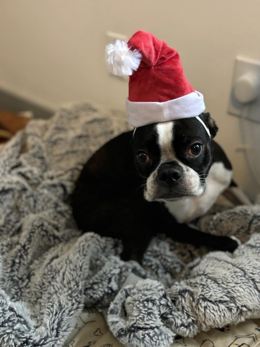 Buster in IA, a ADOPTABLE Boston Terrier in Des Moines, IA image 3/5