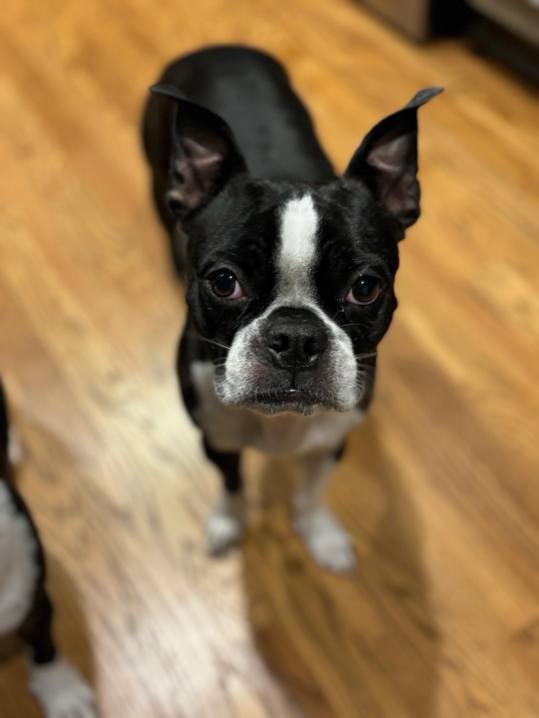 Buster in IA, a ADOPTABLE Boston Terrier in Des Moines, IA image 4/5