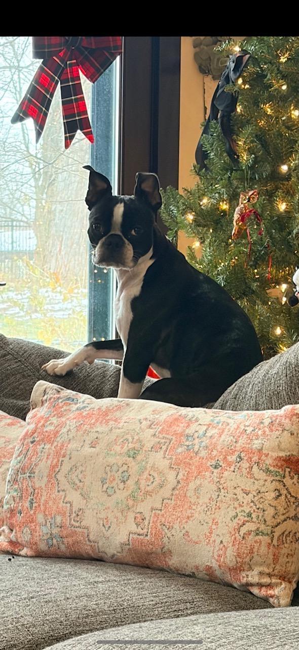Buster in IA, a ADOPTABLE Boston Terrier in Des Moines, IA image 5/5