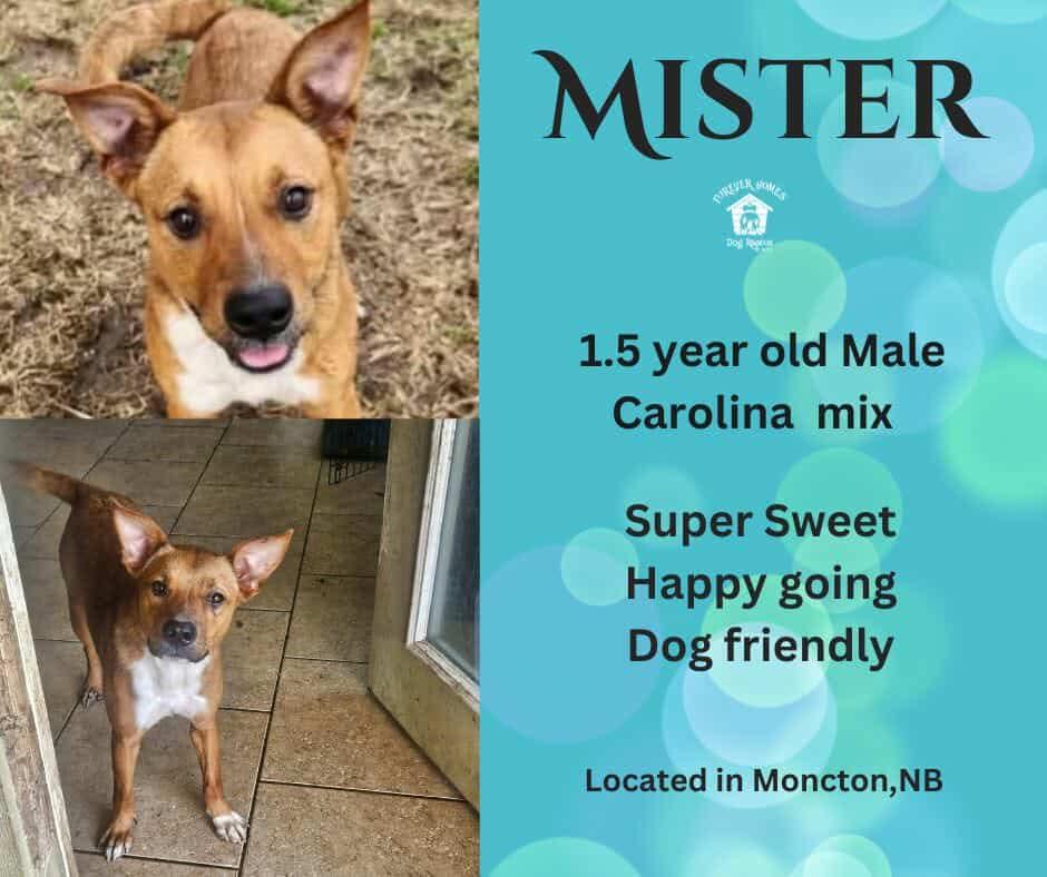 Mister, an adoptable Carolina Dog, Terrier in Moncton, NB, E1C 8C8 | Photo Image 1