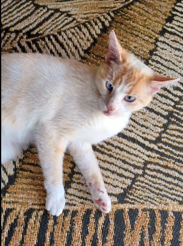 Mia, Adoptable, Adult Female Domestic Short Hair.