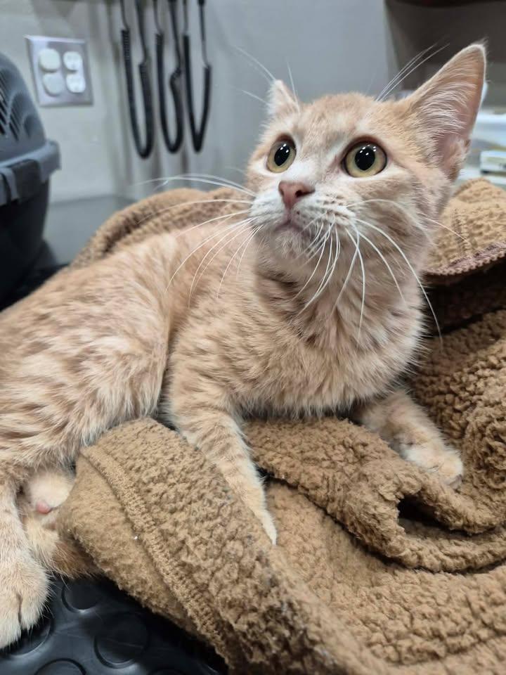 Enlarge Crimson, a ADOPTABLE Domestic Medium Hair in College Station, TX image 1/3