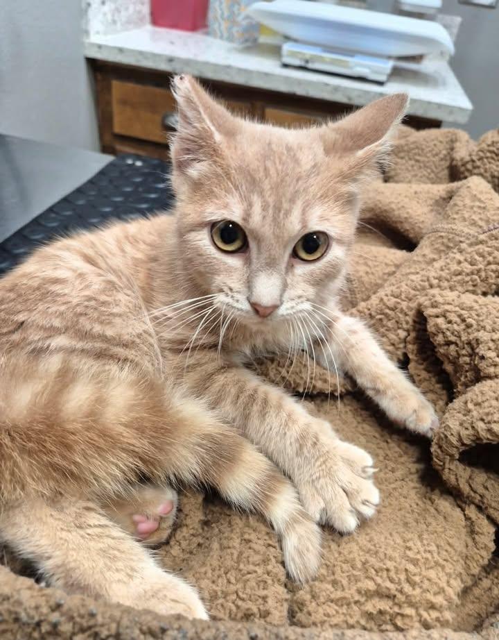 Enlarge Crimson, a ADOPTABLE Domestic Medium Hair in College Station, TX image 2/3