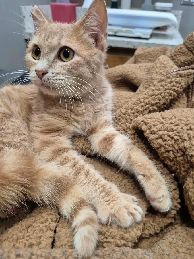 Enlarge Crimson, a ADOPTABLE Domestic Medium Hair in College Station, TX image 3/3