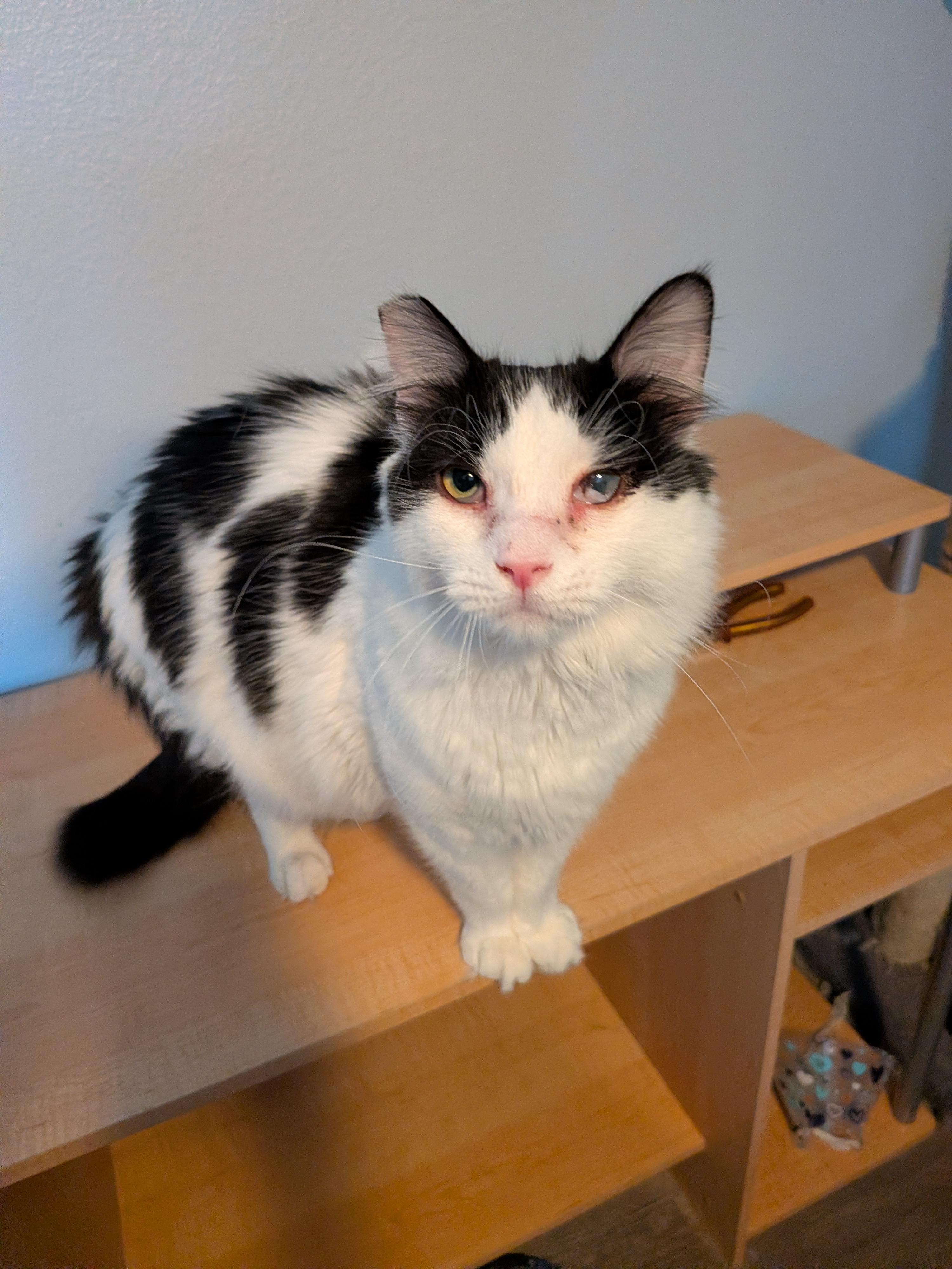 Sylvester, an adoptable Domestic Medium Hair in Las Vegas, NV image 3/3