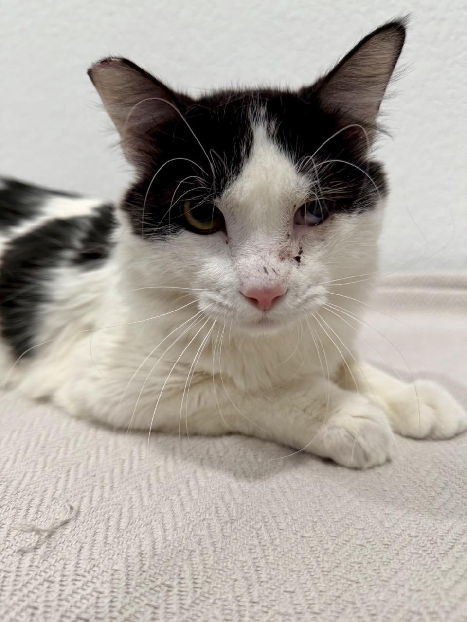 Sylvester, ADOPTABLE, Young Male Domestic Medium Hair.