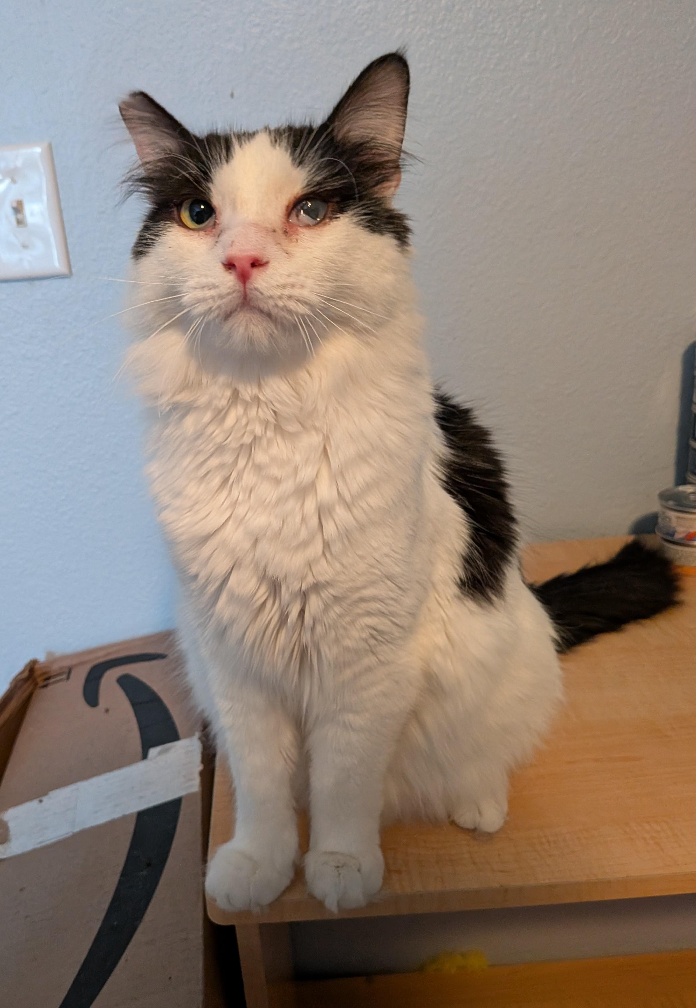 Sylvester, an adoptable Domestic Medium Hair in Las Vegas, NV image 2/3