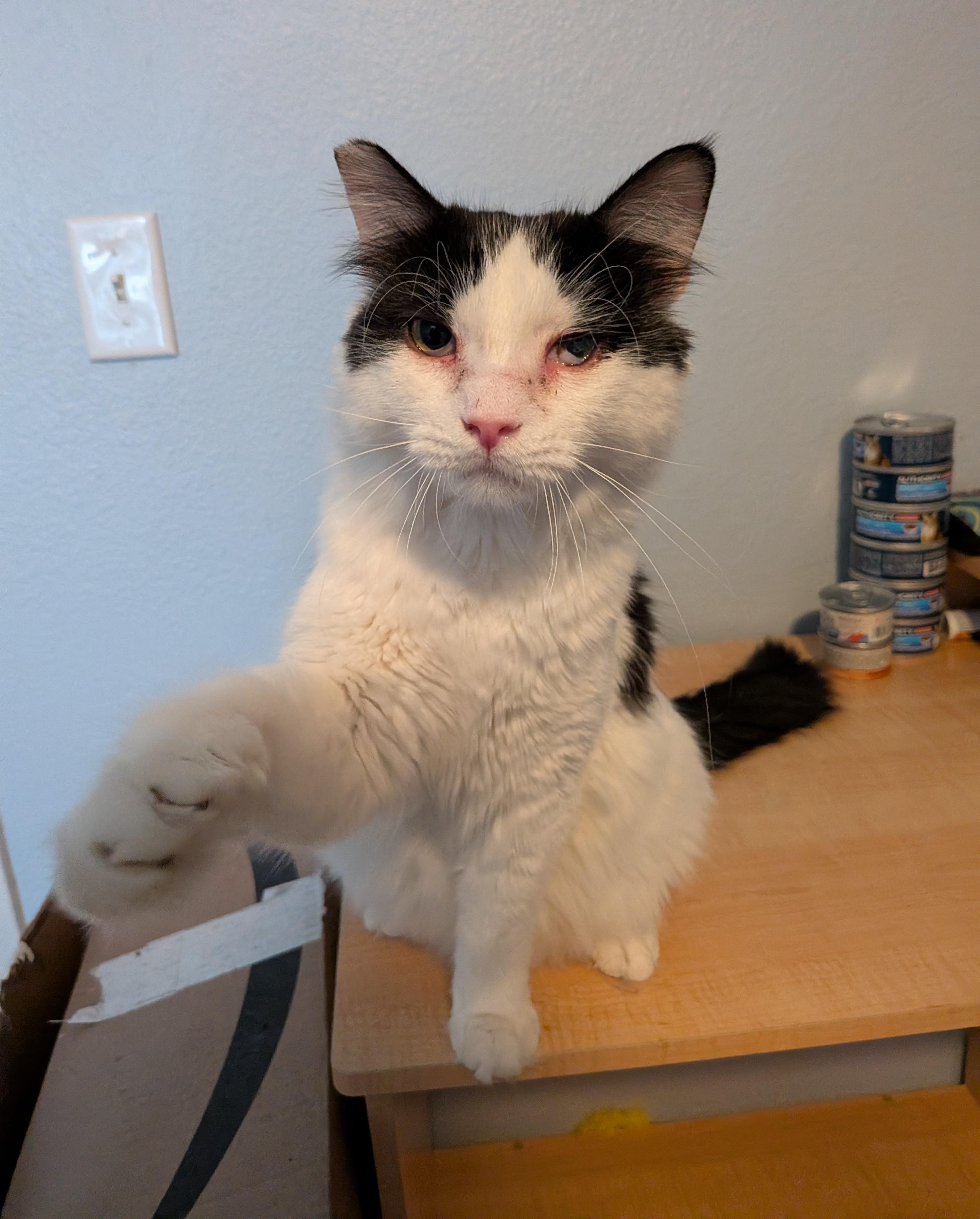 Sylvester, adoptable, Young Male Domestic Medium Hair.