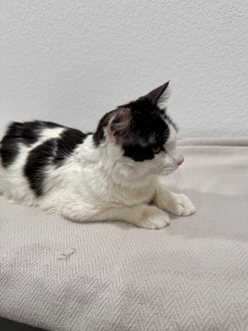 Enlarge Sylvester, a ADOPTABLE Domestic Medium Hair in Las Vegas, NV image 3/3