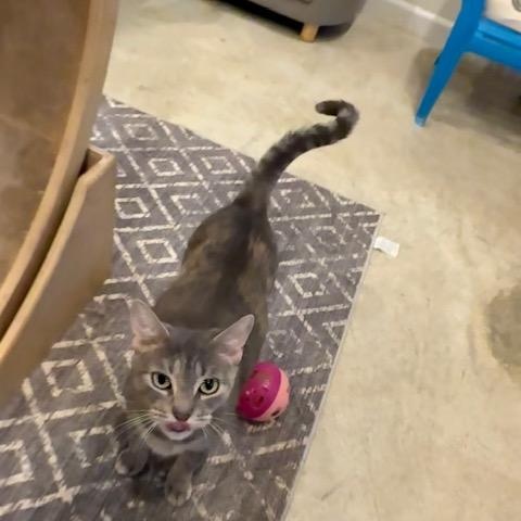 Magnolia, Adoptable, Adult Female Domestic Short Hair.