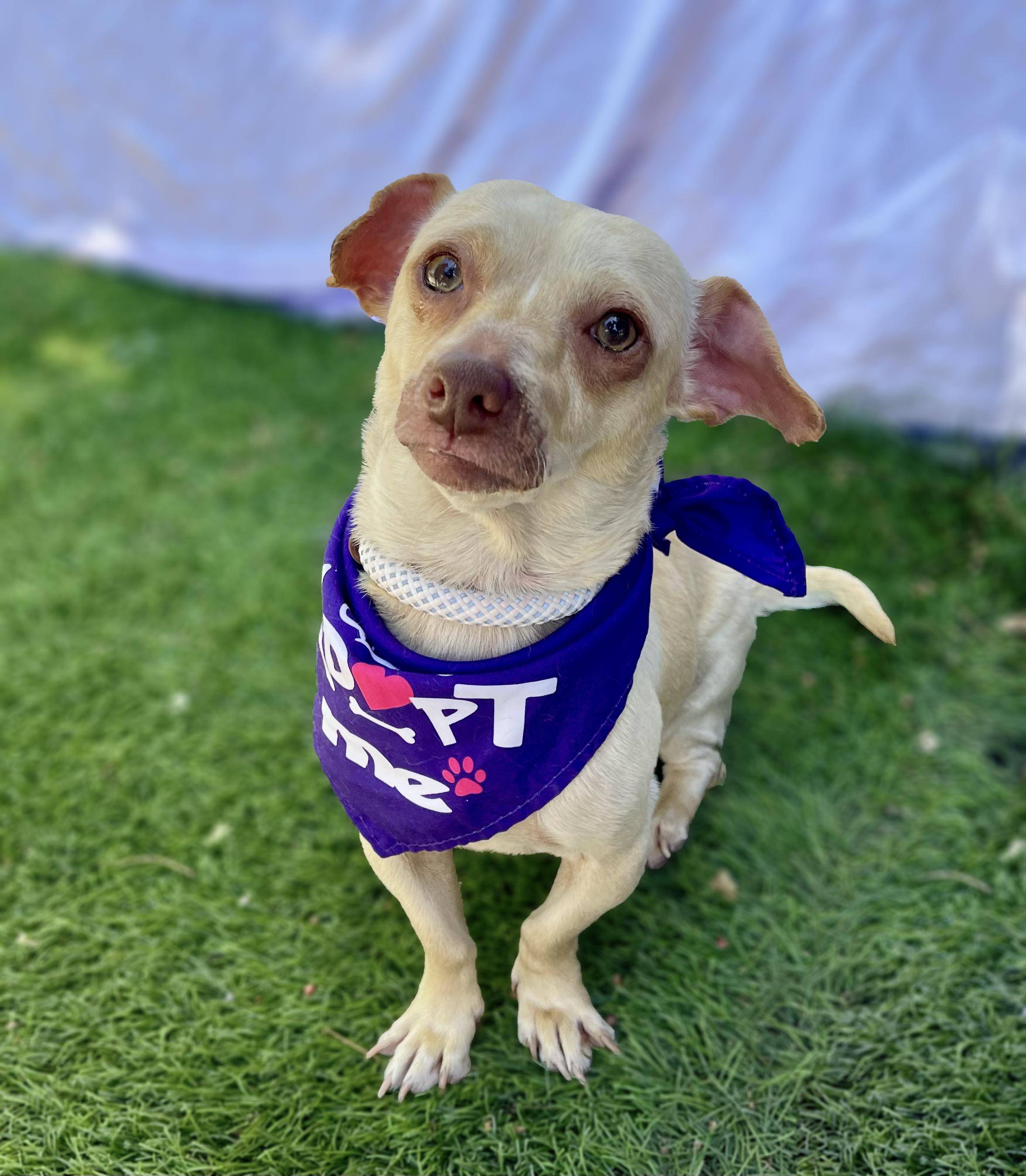 MINNIE, a ADOPTABLE mixed breed in Rowland Heights, CA image 2/4