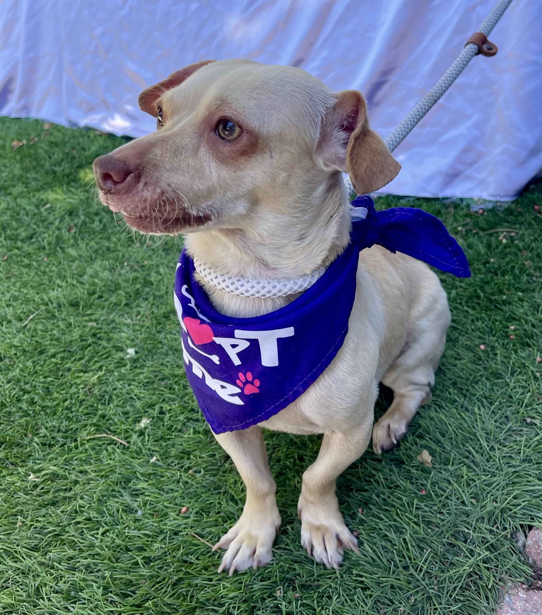 MINNIE, a ADOPTABLE mixed breed in Rowland Heights, CA image 3/4