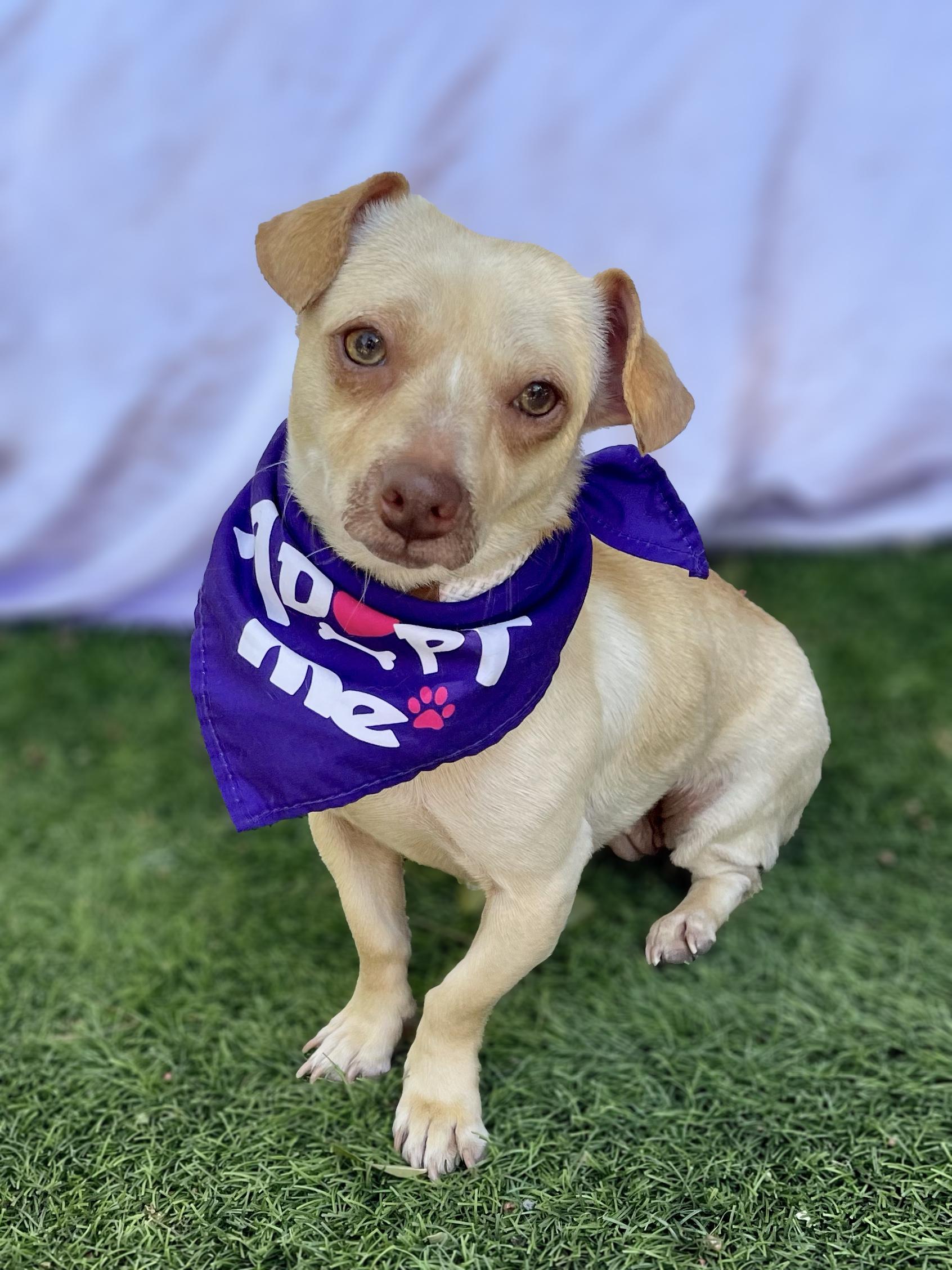 MINNIE, ADOPTABLE, Young Female Chihuahua & Beagle.