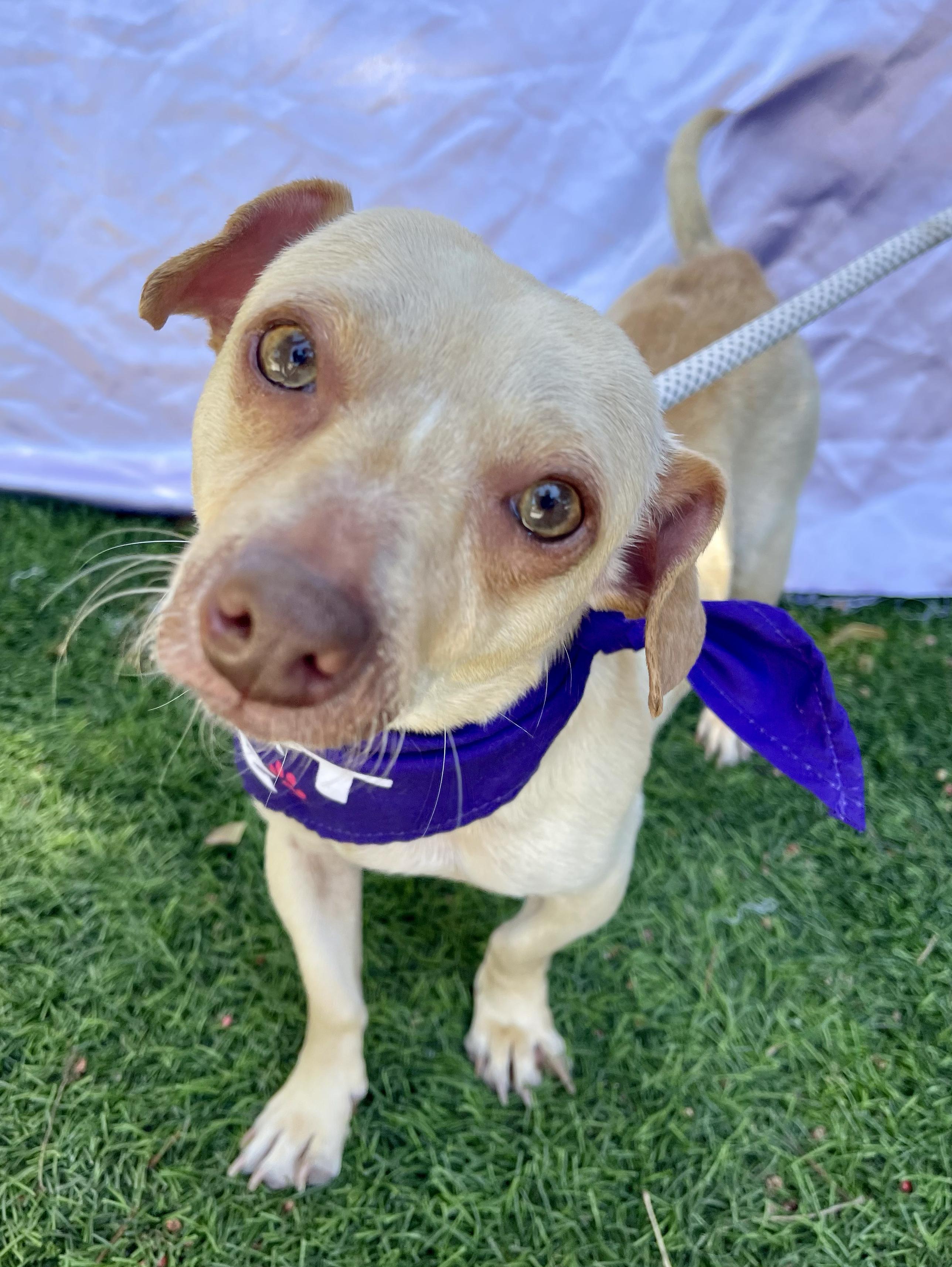 MINNIE, a ADOPTABLE mixed breed in Rowland Heights, CA image 4/4