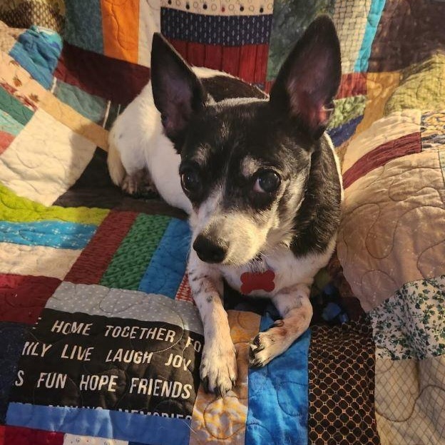 Enlarge Pippi, a ADOPTABLE Rat Terrier in Tulsa, OK image 1/6