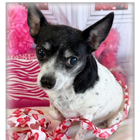 Enlarge Pippi, a ADOPTABLE Rat Terrier in Tulsa, OK image 5/6