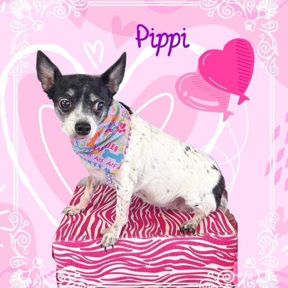 Pippi — thumbnail 4