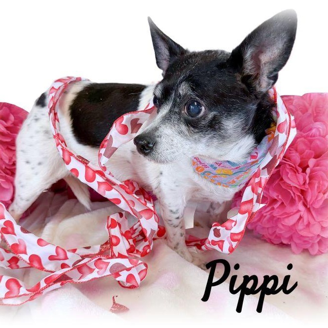 Pippi — thumbnail 5