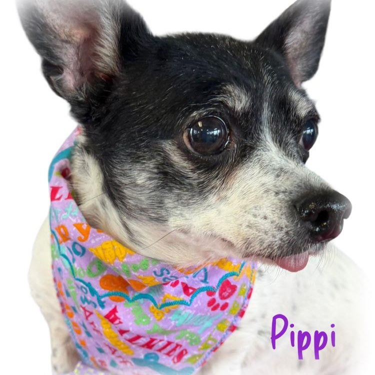 Pippi — thumbnail 6