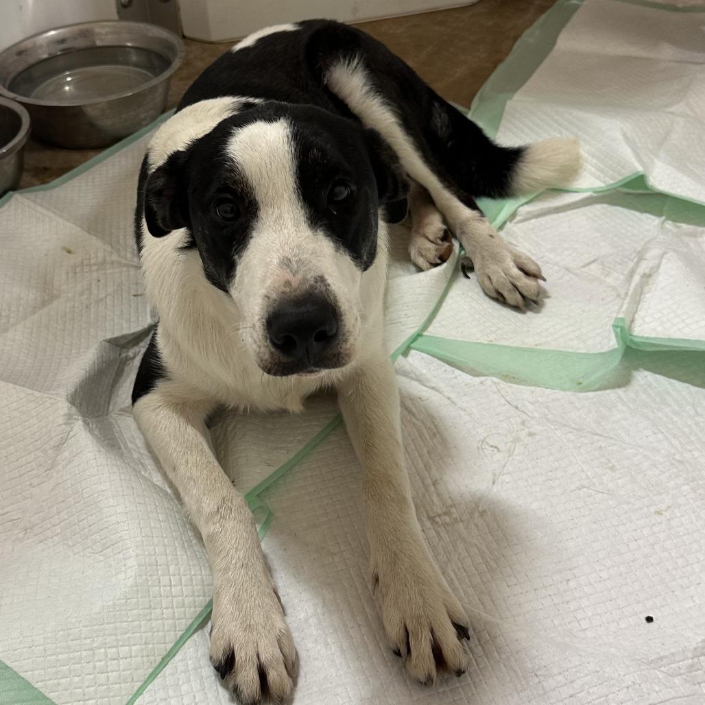 Enlarge Scout, a Adoptable mixed breed in San Saba, TX image 1/1