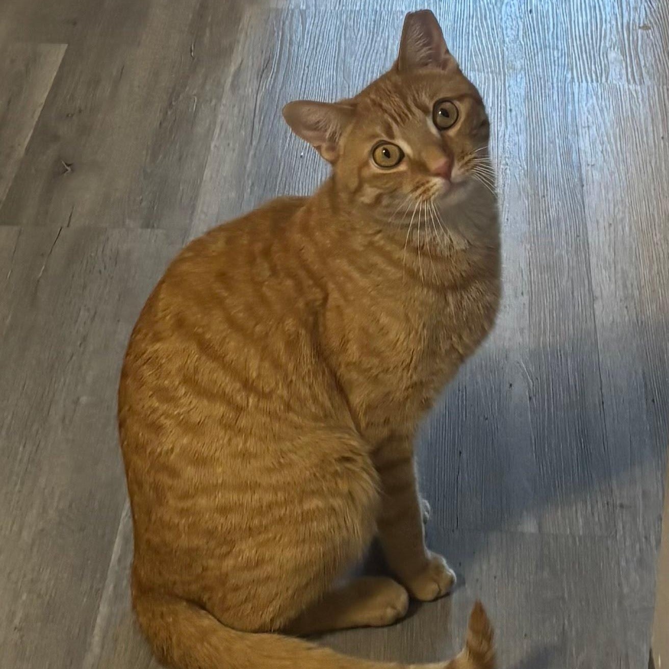 Danny, a ADOPTABLE Domestic Short Hair in West Orange, NJ image 3/3