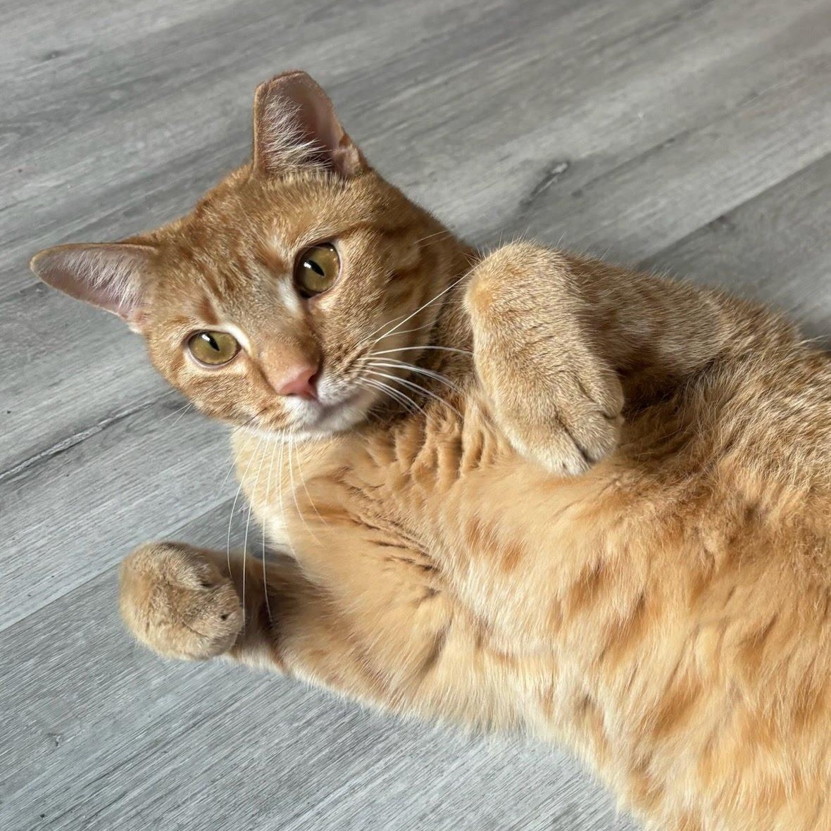 Danny, a ADOPTABLE Domestic Short Hair in West Orange, NJ image 1/3