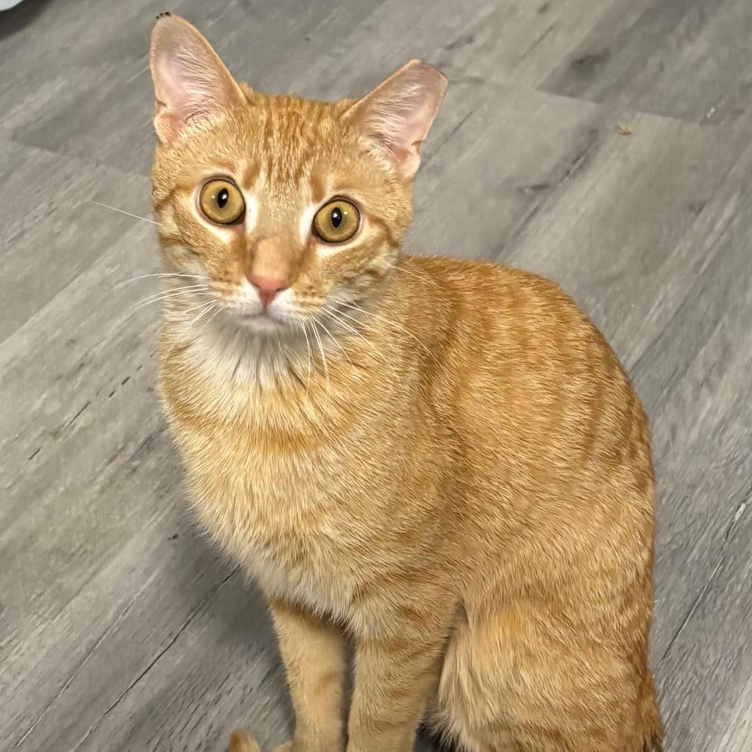 Enlarge Danny, a ADOPTABLE Domestic Short Hair in West Orange, NJ image 1/1