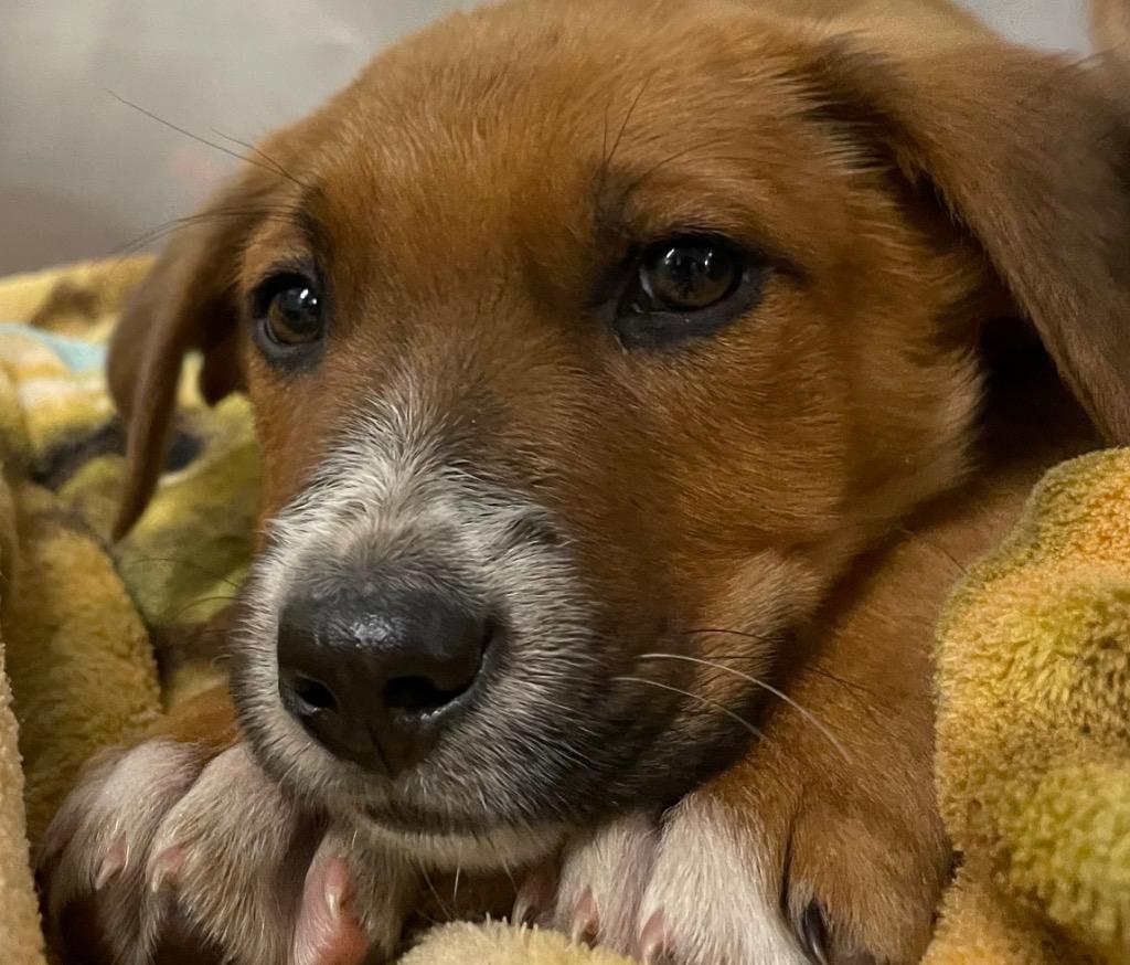 Bobby, Adoptable, Puppy Male Mixed Breed.