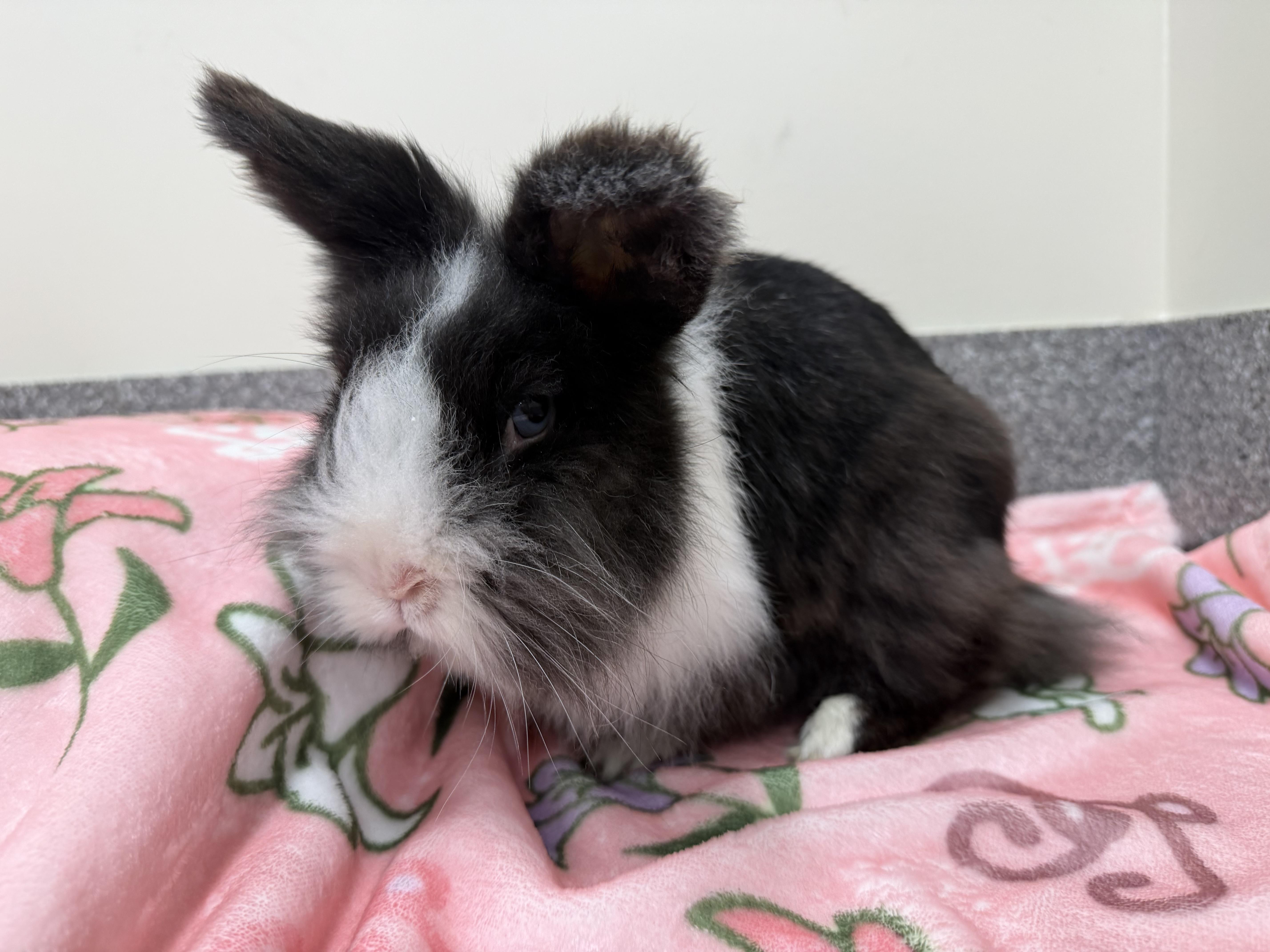 Enlarge Hopcorn, an adopted Bunny Rabbit in New Rochelle, NY image 3/6