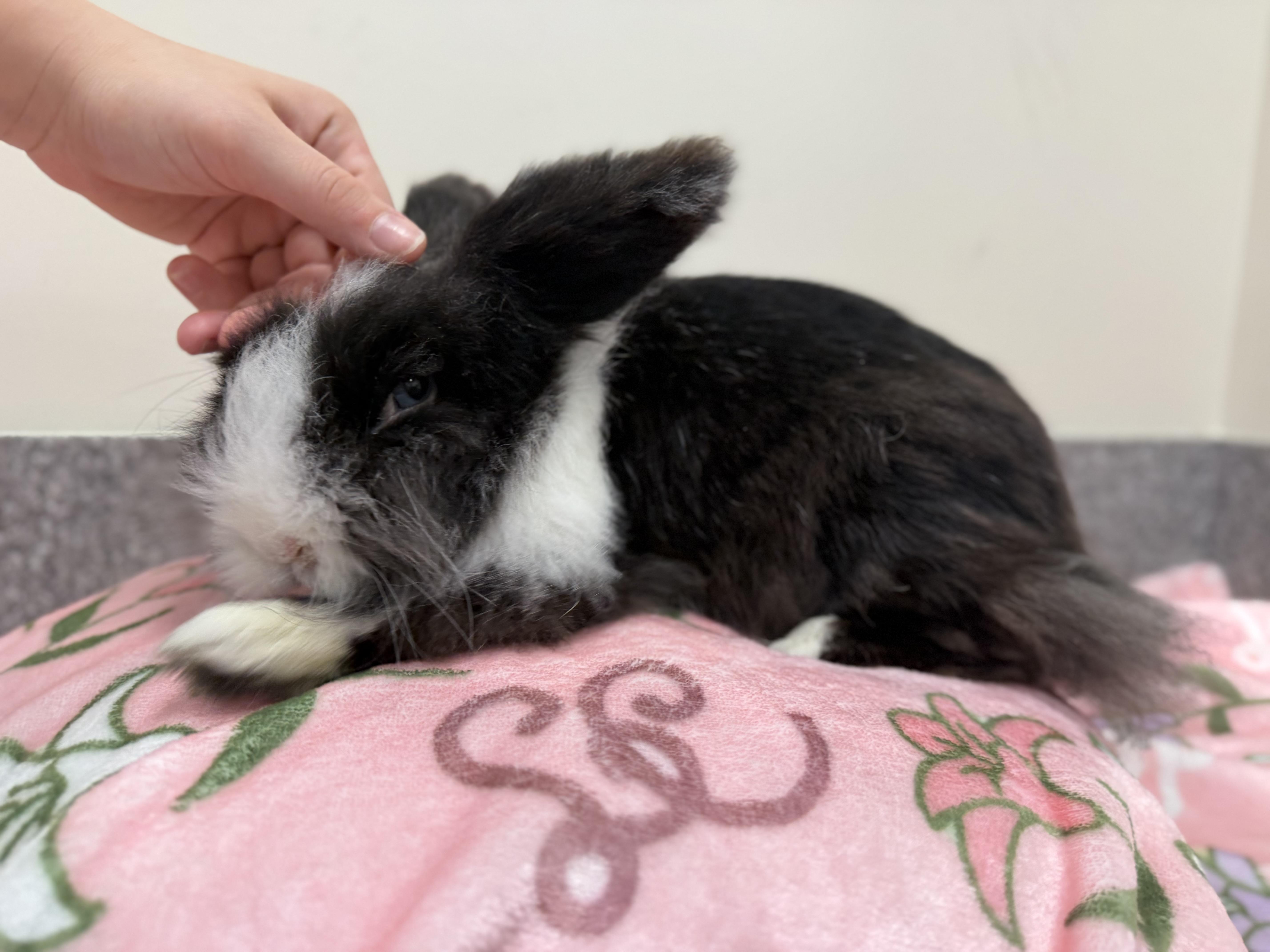 Enlarge Hopcorn, an adopted Bunny Rabbit in New Rochelle, NY image 6/6