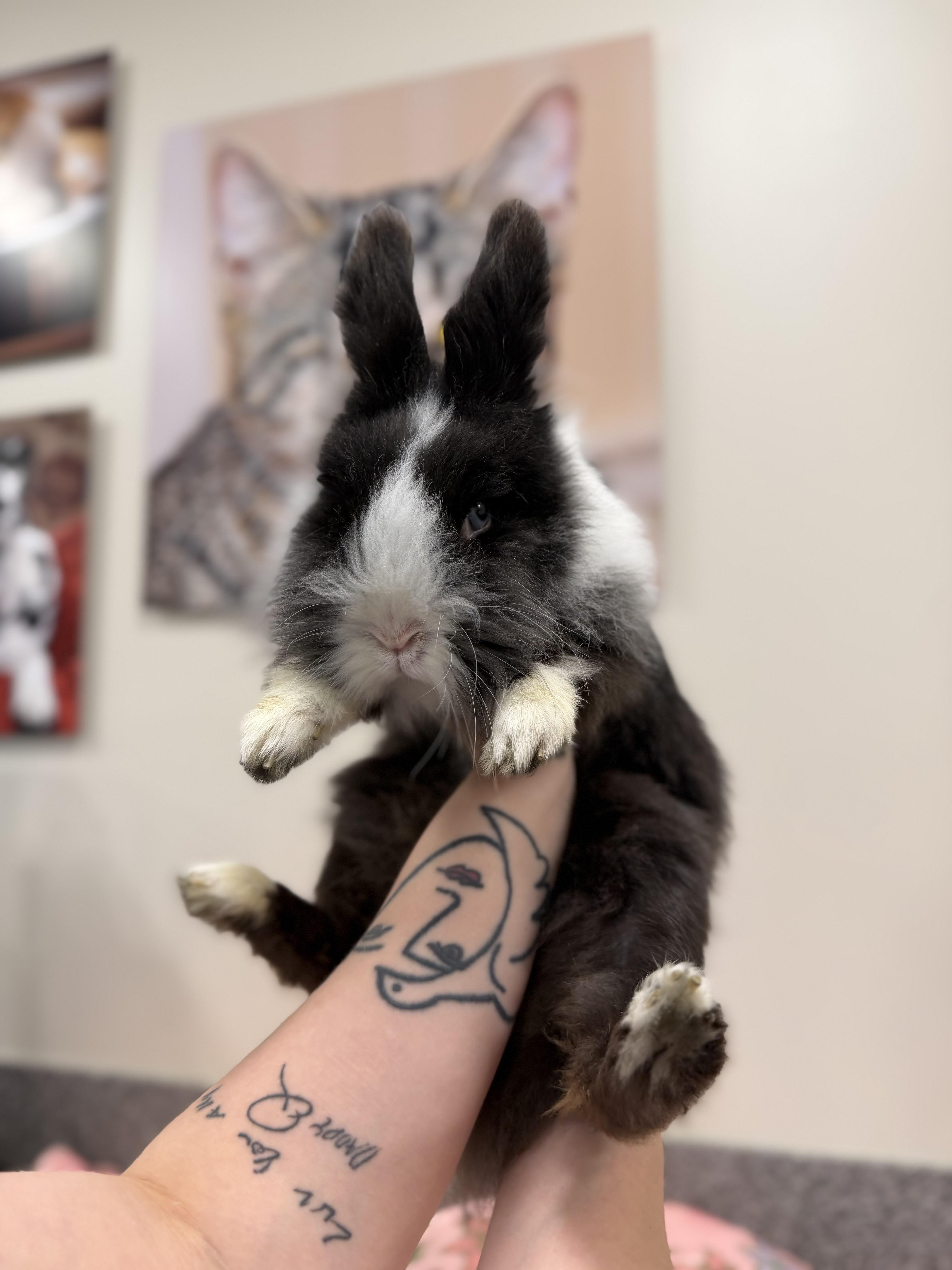 Enlarge Hopcorn, an adopted Bunny Rabbit in New Rochelle, NY image 1/6