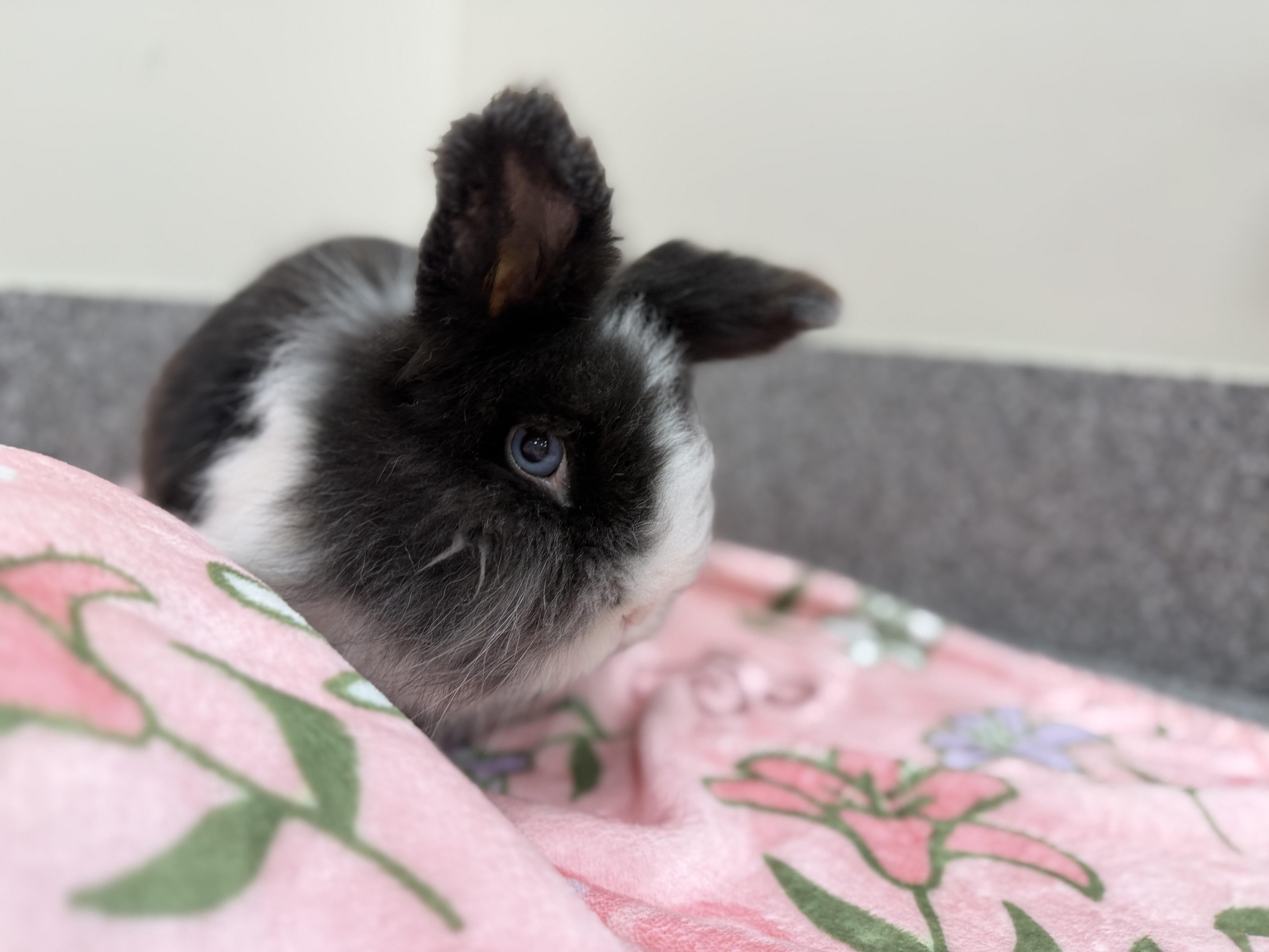 Enlarge Hopcorn, an adopted Bunny Rabbit in New Rochelle, NY image 2/6