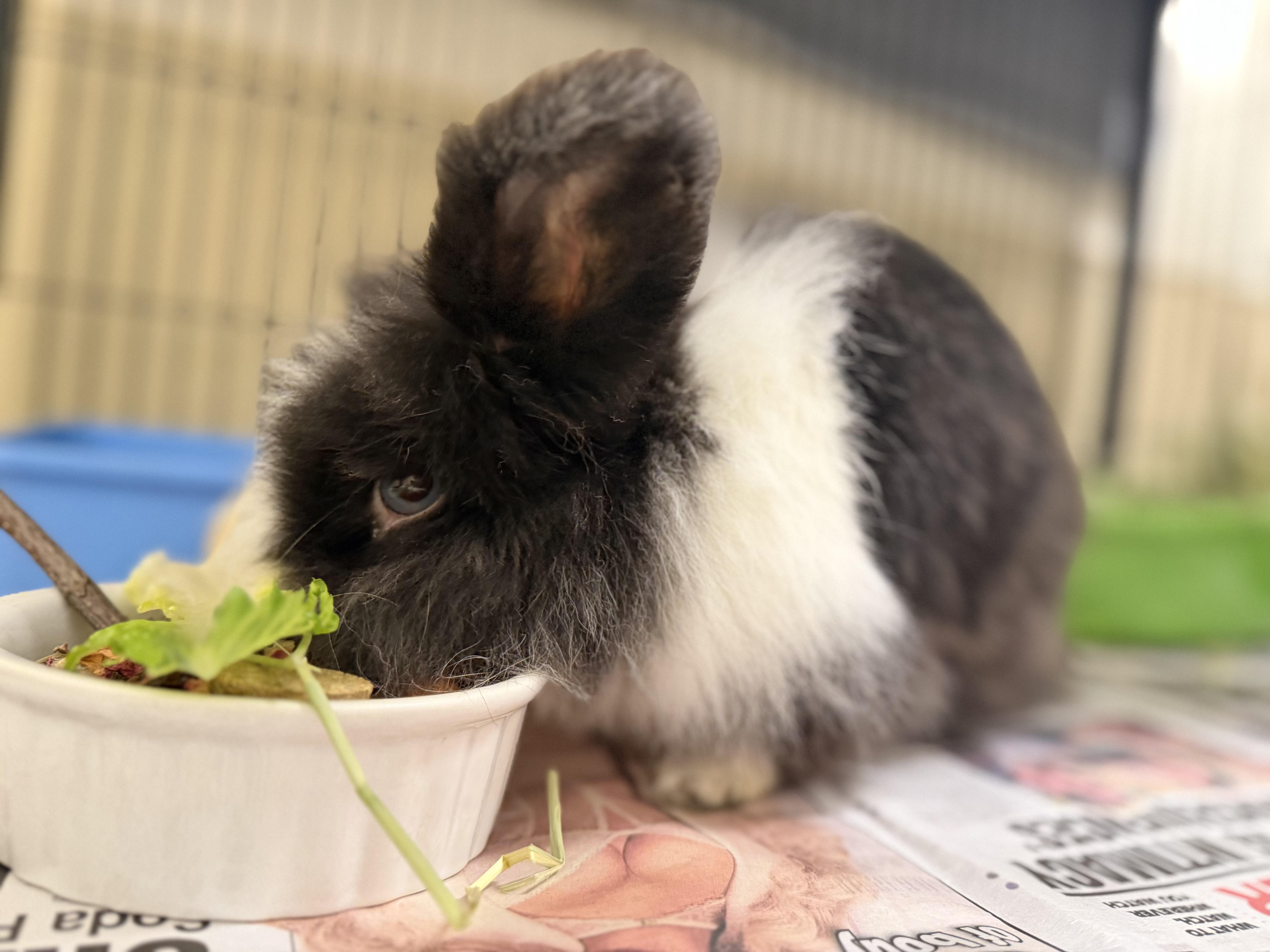 Enlarge Hopcorn, an adopted Bunny Rabbit in New Rochelle, NY image 5/6
