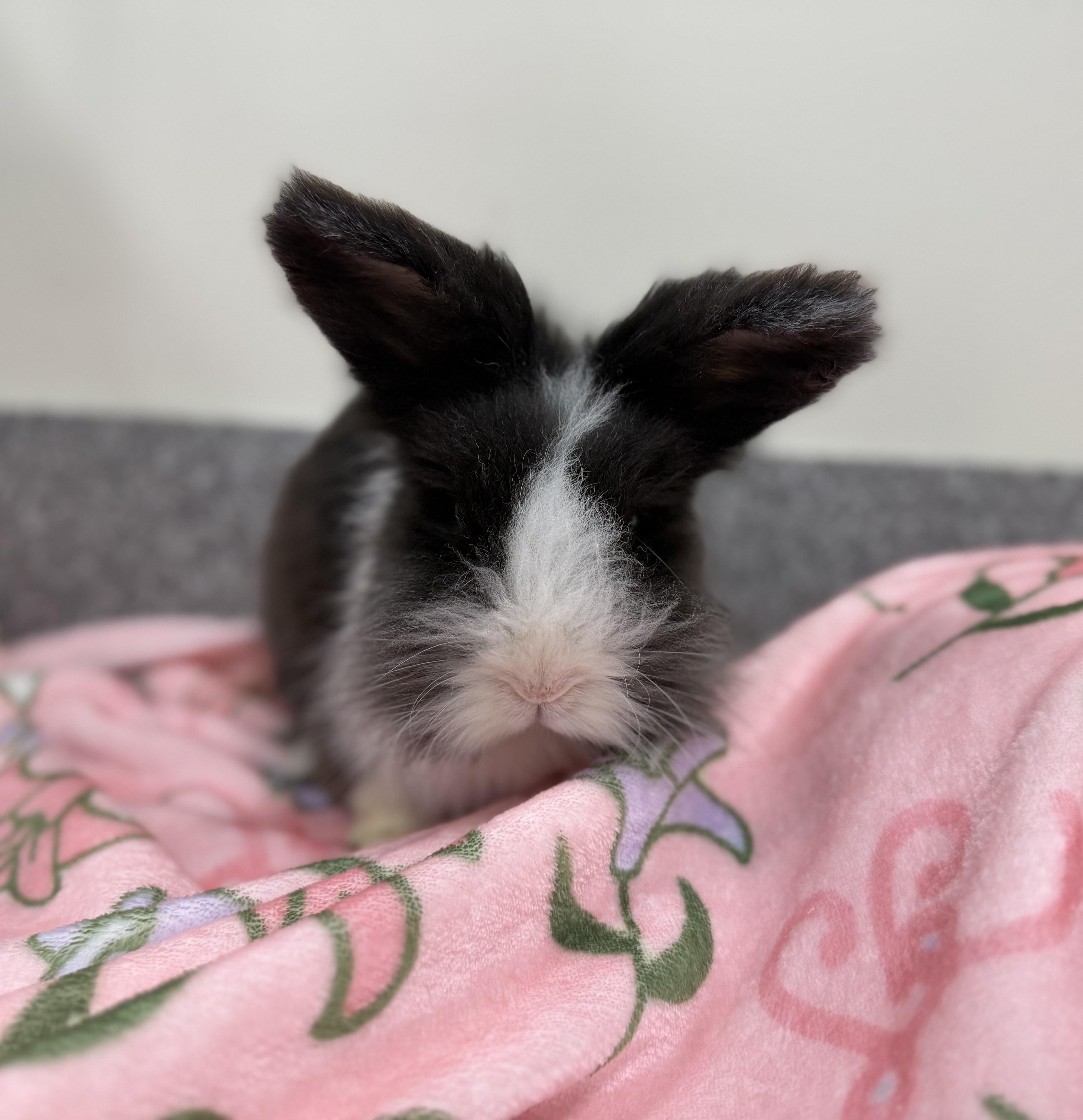 Enlarge Hopcorn, an adopted Bunny Rabbit in New Rochelle, NY image 4/6