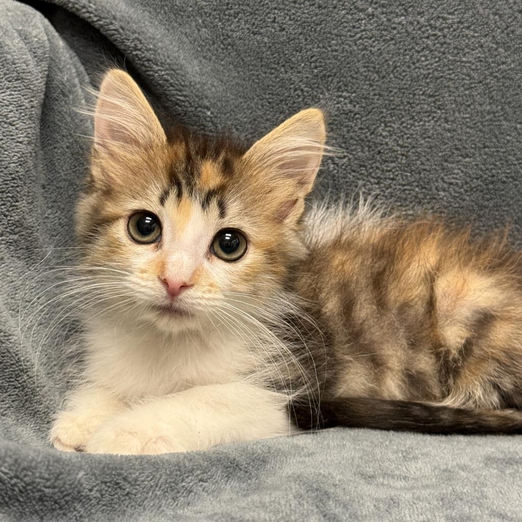 Enlarge Dot, a Adoptable mixed breed in Brenham, TX image 3/6