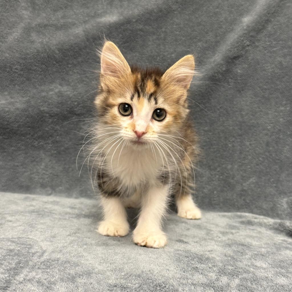 Enlarge Dot, a Adoptable mixed breed in Brenham, TX image 4/6
