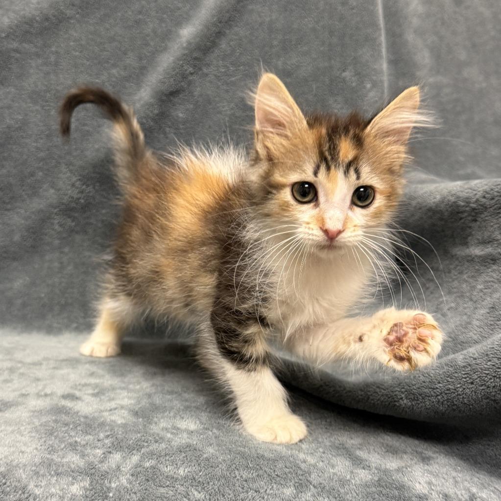 Enlarge Dot, a Adoptable mixed breed in Brenham, TX image 5/6