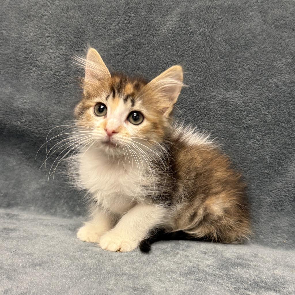 Enlarge Dot, a Adoptable mixed breed in Brenham, TX image 6/6