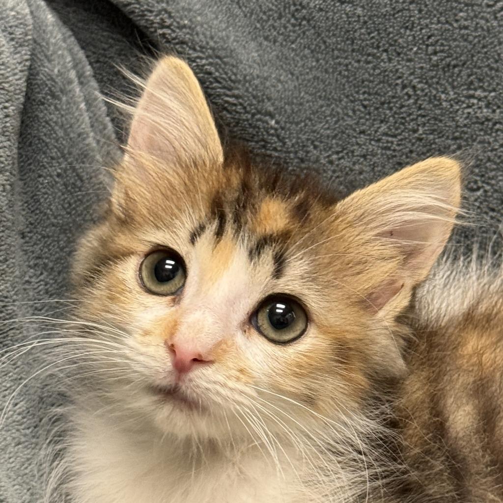 Dot, Adoptable, Kitten Female Domestic Short Hair.