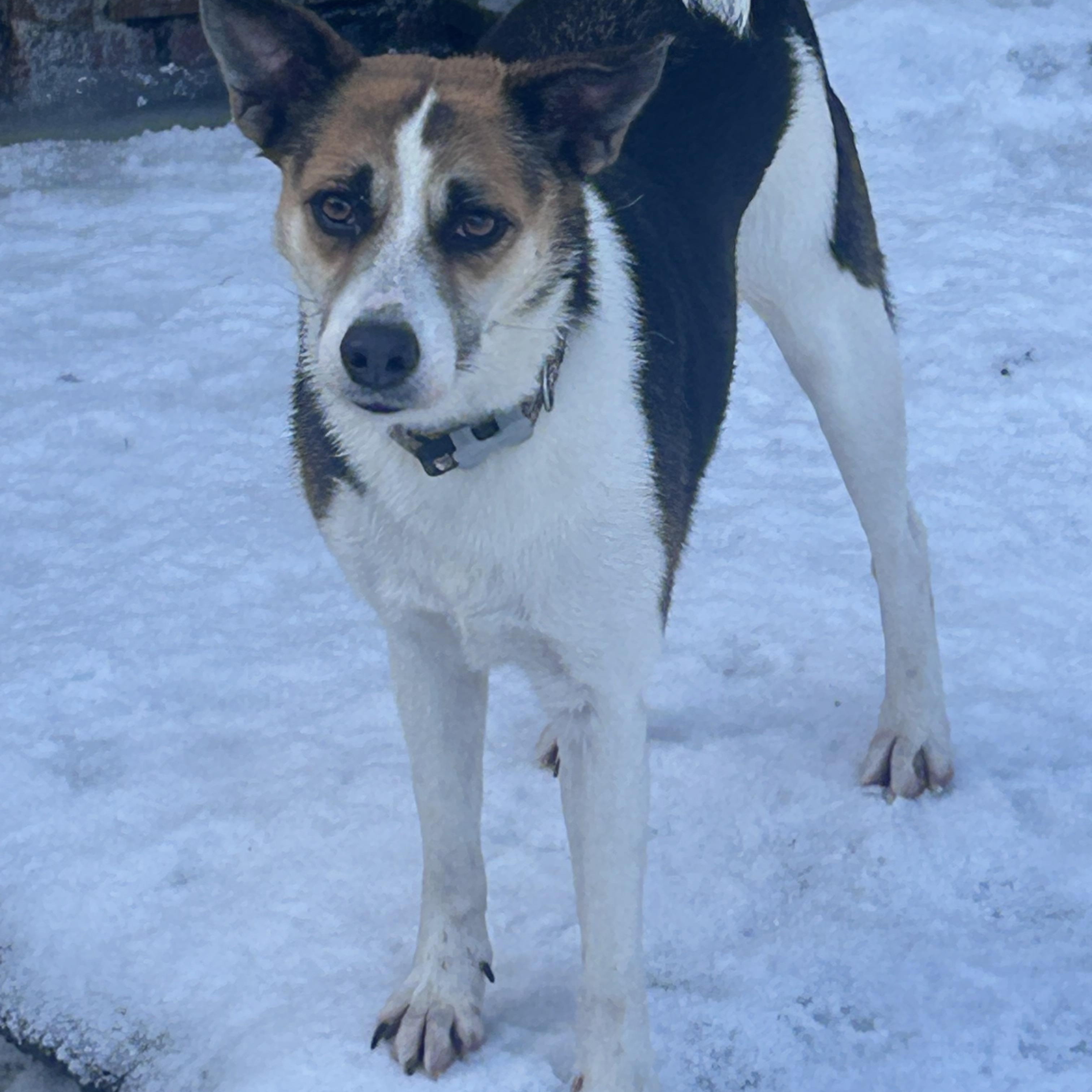 Enlarge Tonto, a ADOPTABLE mixed breed in Chelsea, VT image 1/2