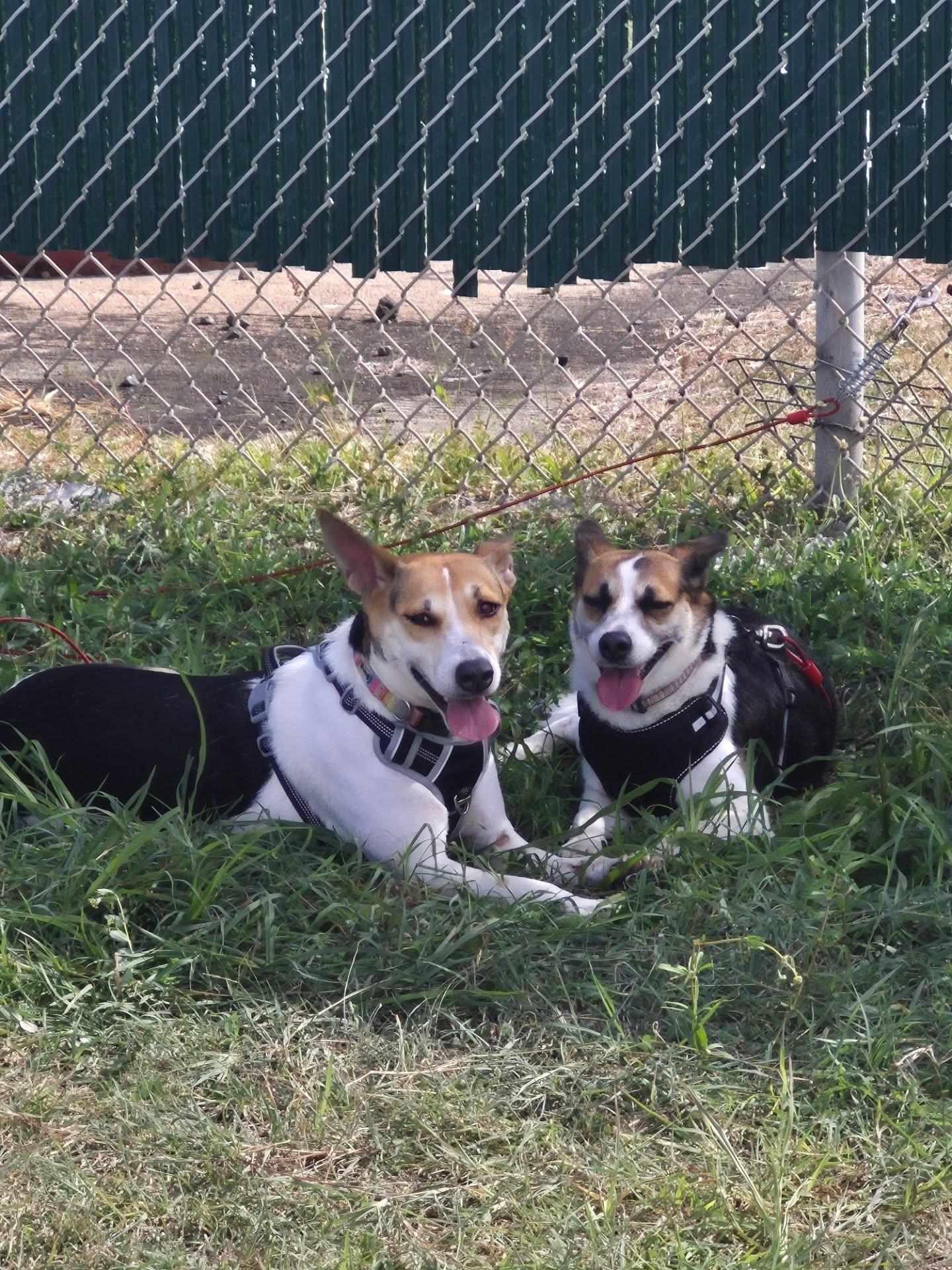 Enlarge Tonto, a ADOPTABLE mixed breed in Chelsea, VT image 2/2