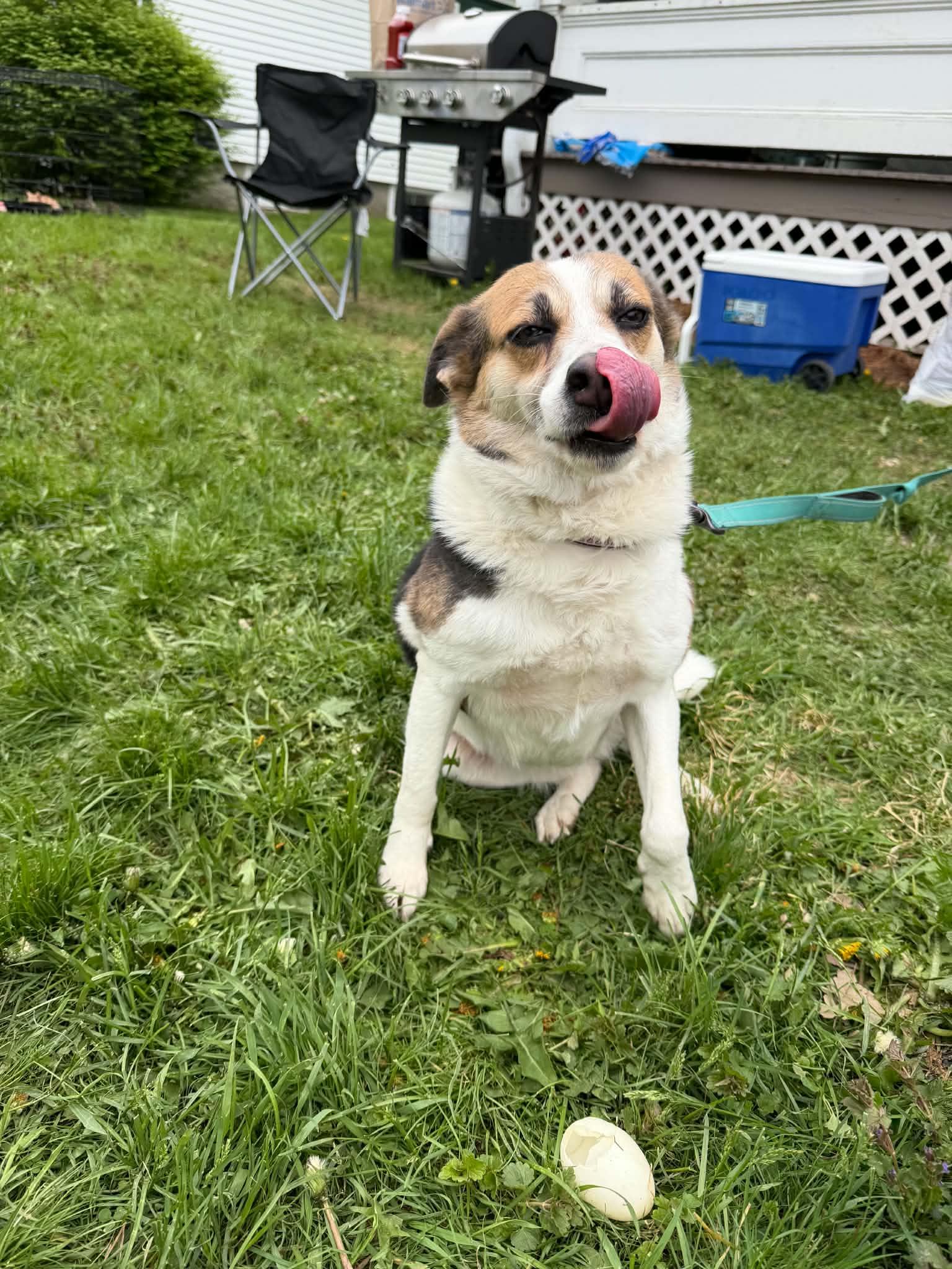 Enlarge Tonto, a ADOPTABLE mixed breed in Chelsea, VT image 6/6